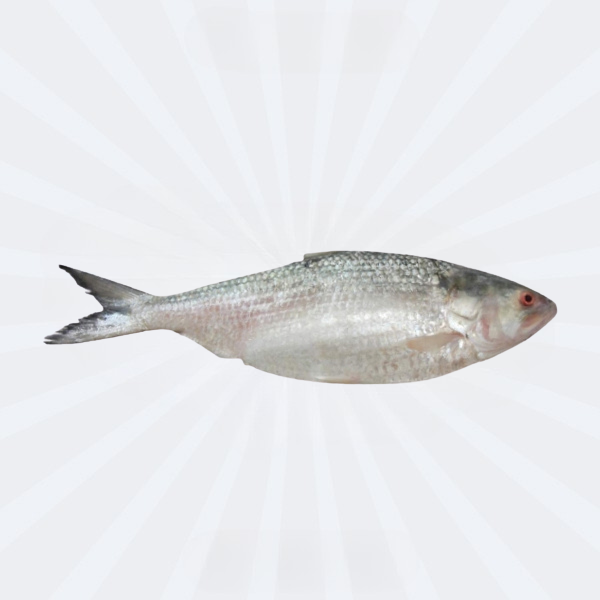Hilsha Fish 1000-1080gm *NEW* Fresh 2450/kg