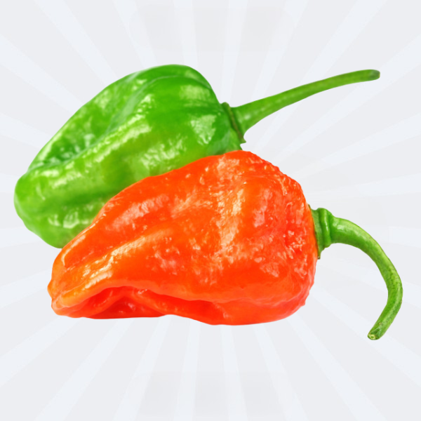 Kamranga Morich / Bombay Morich / Spicy Chilli / Habanero [Fresh]