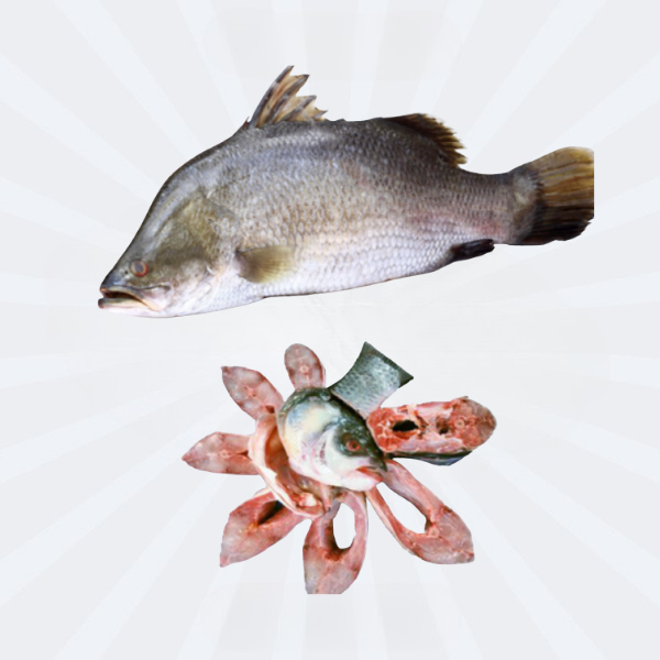 Koral Whole Cut [BIG] 2.5-3.5kg up (Price Variable as per weight)