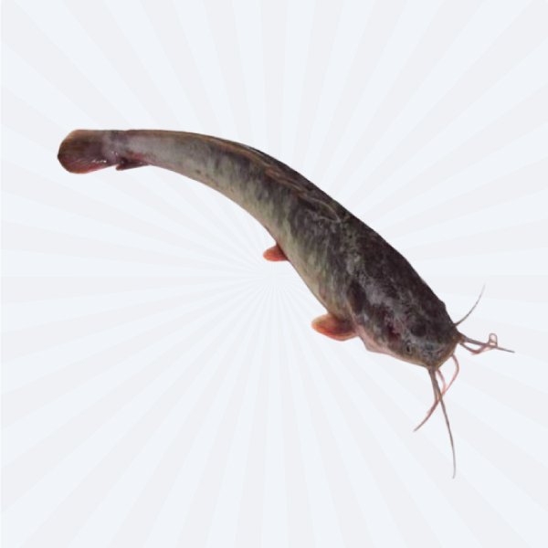MAGUR WHOLE / CAT FISH (IKAN LELE)