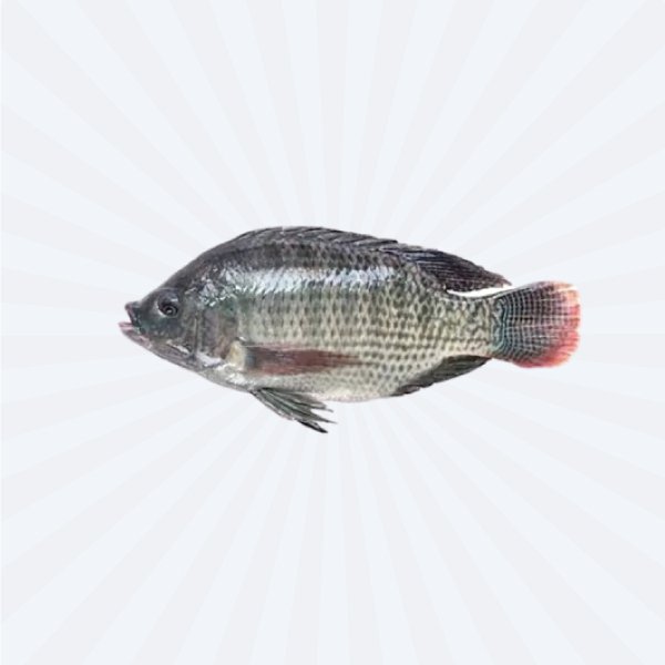 Tilapia Fish (Ikan Nila) 500gm